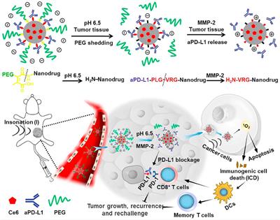 Nanosonosensitizers With Ultrasound-Induced Reactive Oxygen Species Generation for Cancer Sonodynamic Immunotherapy